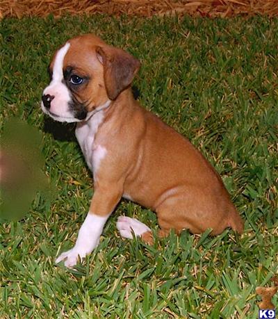 Puppies in GA